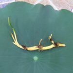 Beautiful 3 White lotus tuber – Nymphaea lotus