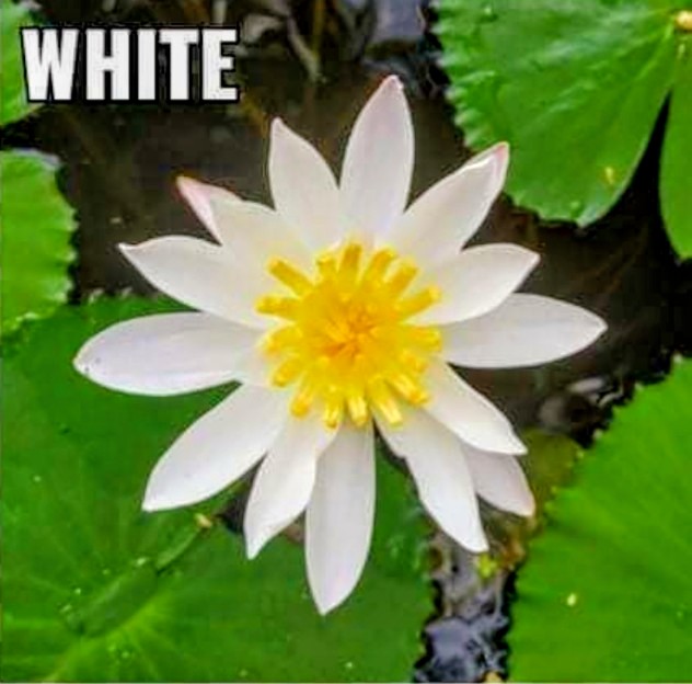 White water lily flower with yellow center on green leaves
