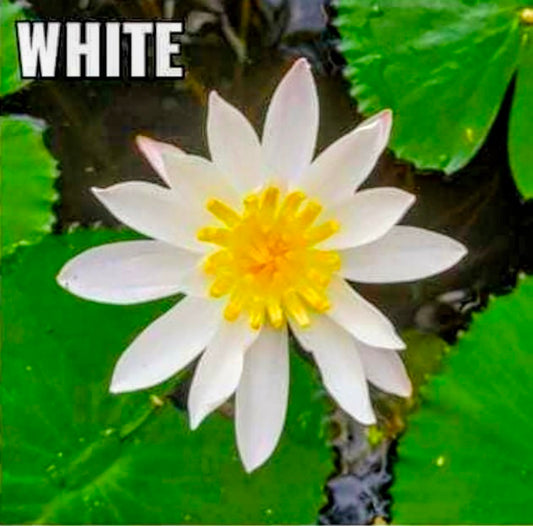 White water lily flower with yellow center on green leaves