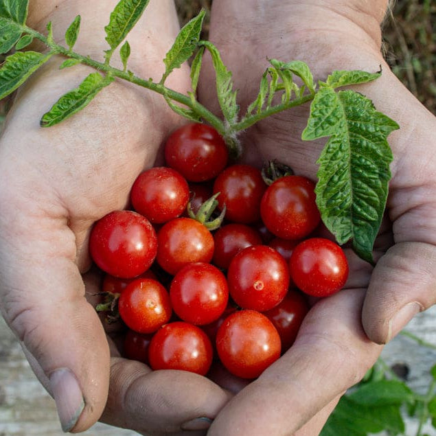 Wild tomato seeds(Kattu thakkali)