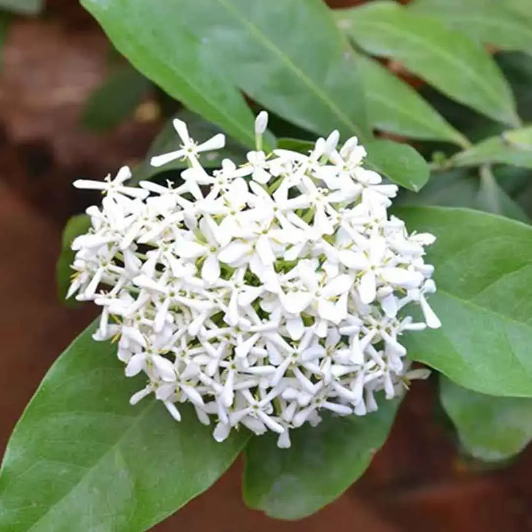 Long leaf singapuri ixora mini white flower plant
