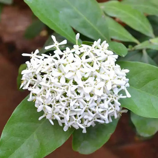 Long leaf singapuri ixora mini white flower plant