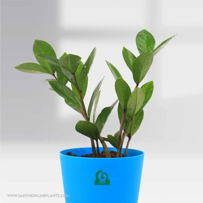Zamia Green (ZZ) Pot Plant