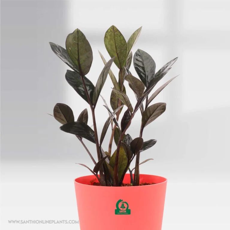 Zamia black (ZZ) pot plant