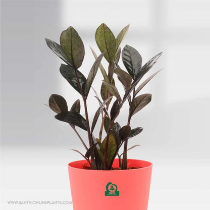 Zamia black (ZZ) pot plant
