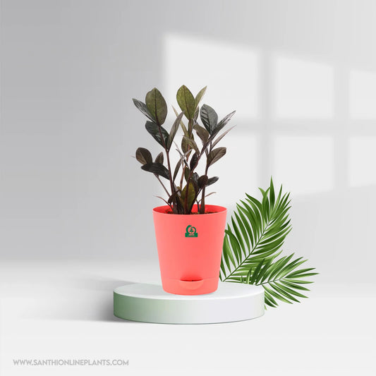 Zamia black (ZZ) pot plant
