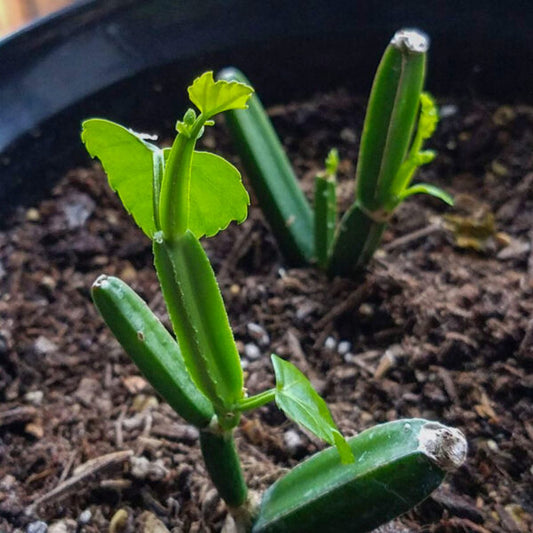 Pirandai Herbal plant