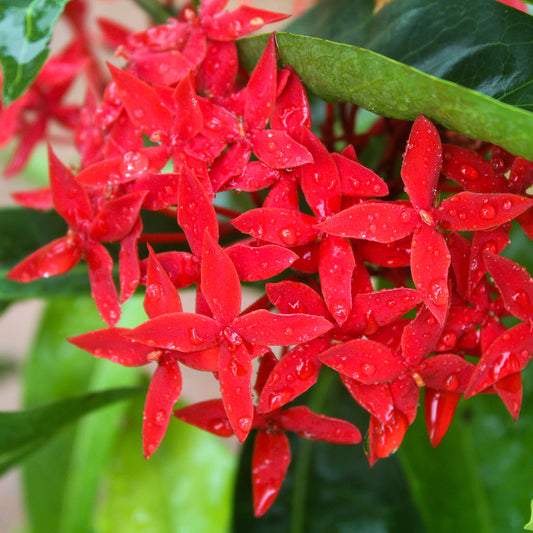 Ixora Red Plant