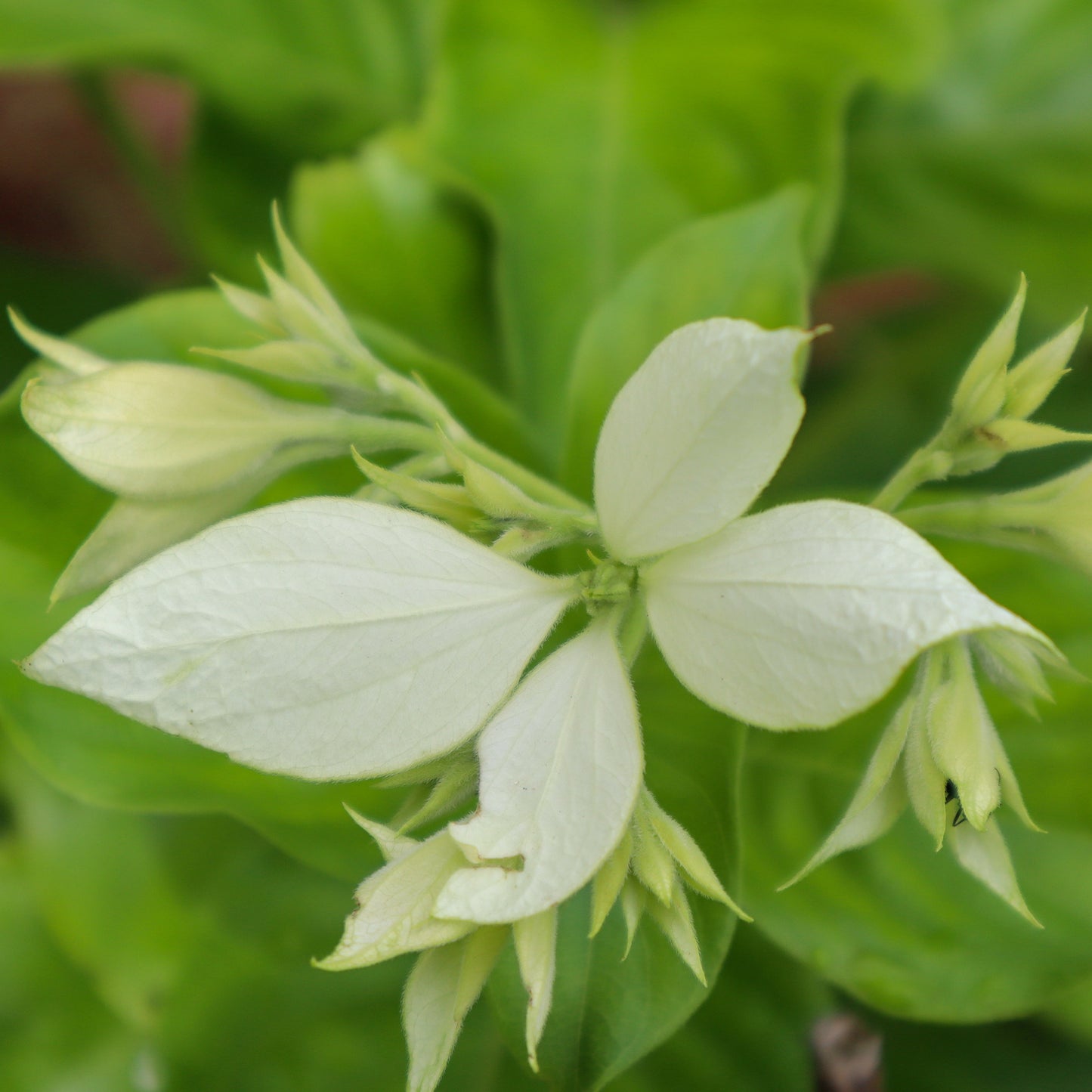 Mussaenda White Plant