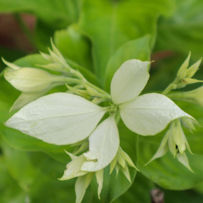 Mussaenda White Plant