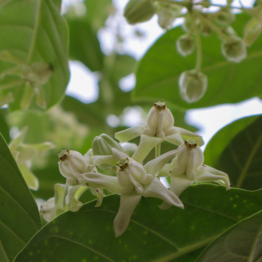 Calotropis Gigantea Plant-Vellerukku