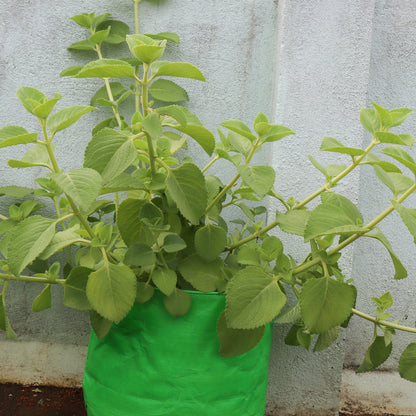 Coleus Amboincus Plant-Karpura Valli