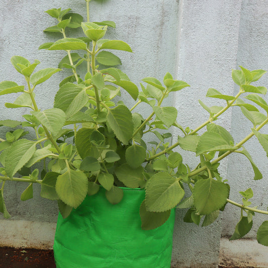 Coleus Amboincus Plant-Karpura Valli