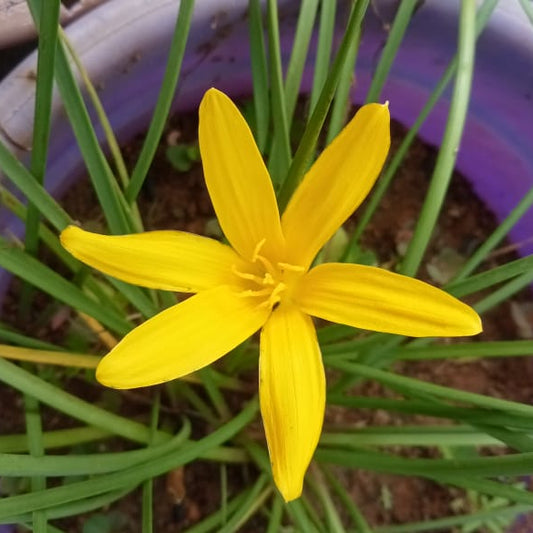 Flavissima Rainlily bulb