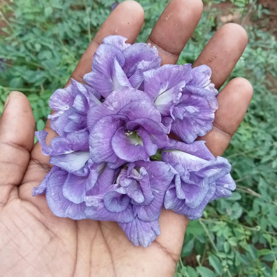 Clitoria thailand purple flower plant