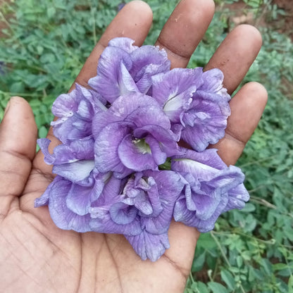 Clitoria thailand purple flower plant