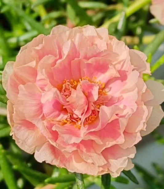 Portulaca 9’o clock ivory white with baby pink plant