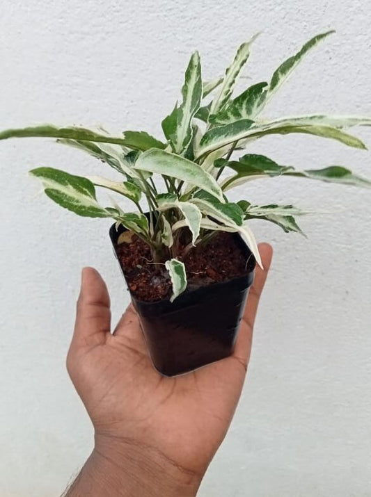 Syngonium starlite