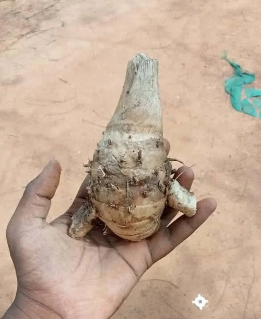 Kerala Wild Turmeric – Yellow kashthuri turmeric rhizome