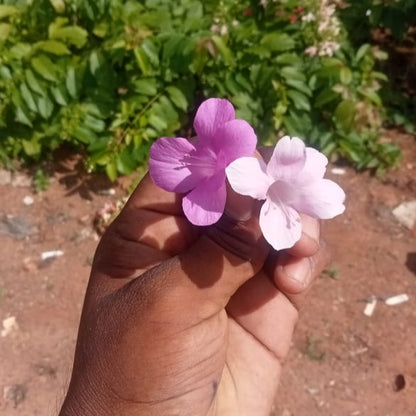 Pack of 12 Colourful December flowers combo