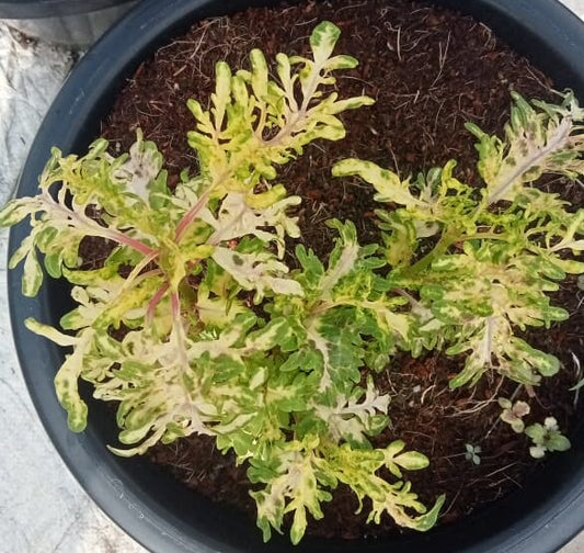 Coleus green fern plant(fringed leaves)