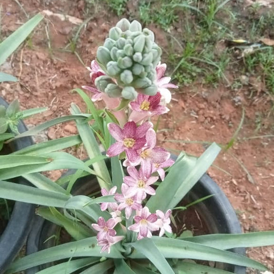 Tuberose cindrella bulb