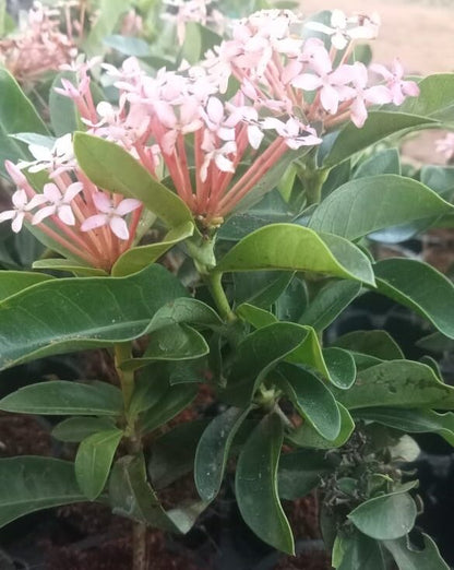 Attractive Ixora coccinea flower plant – Ixora Mini Dwarf Light Pink Flower