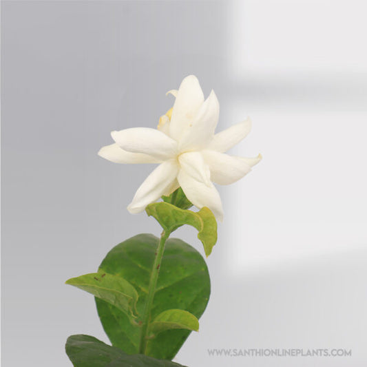 Jasminum sambac : Beautiful Layered jasmine(Adukku Malli) plant
