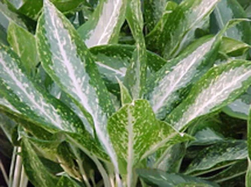 Aglaonema commutatum silver queen plant