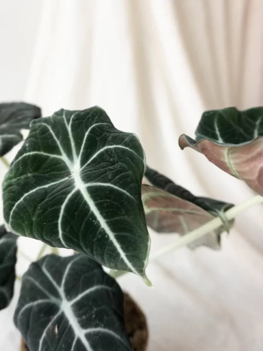 Alocasia Black Velvet