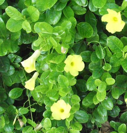 Allamanda yellow creeper