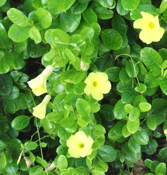 Allamanda yellow creeper