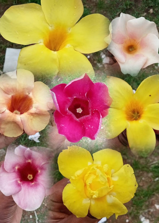 Colour full Allamanda plants set