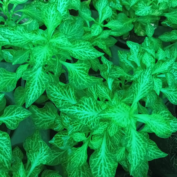 Alternanthera Golden nerves plant