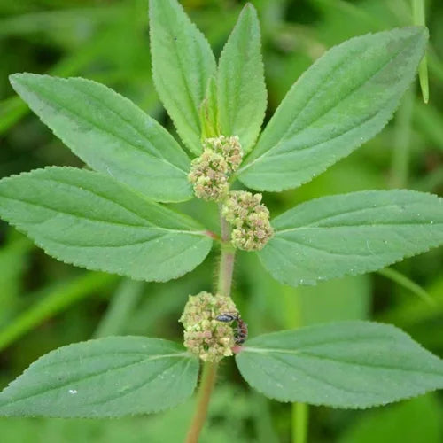 Amma pacharisi asthma plant