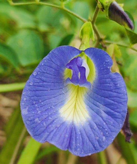 Aparajita light blue seeds