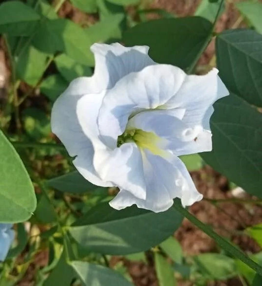 Aparajitha sky blue multipetaled plant