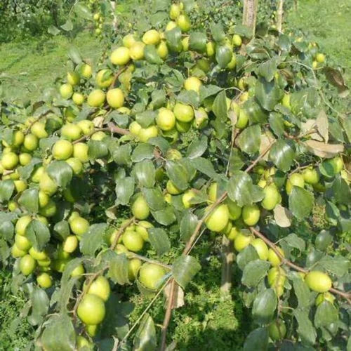 Apple Ber Green