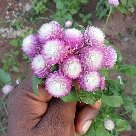 Gomphrena 'Atomic purple' flower seeds
