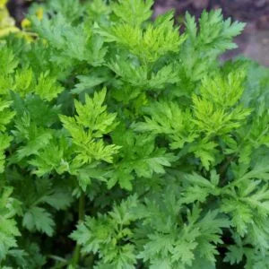 Perfect Artemisia vulgaris - Masi pachai plant