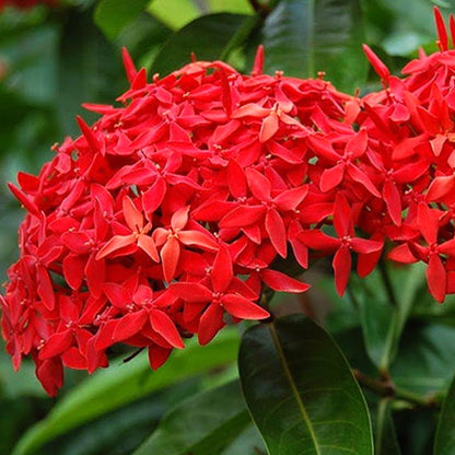 Ixora Red Plant