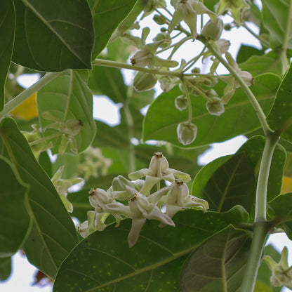 Calotropis Gigantea Plant-Vellerukku