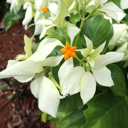 Mussaenda White Plant