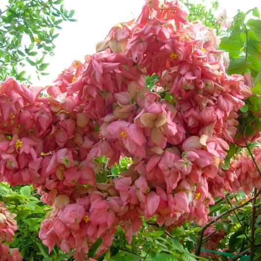 Mussaenda Pink Plant