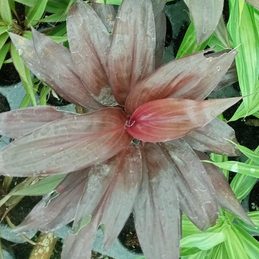 Cordyline mamboo plant