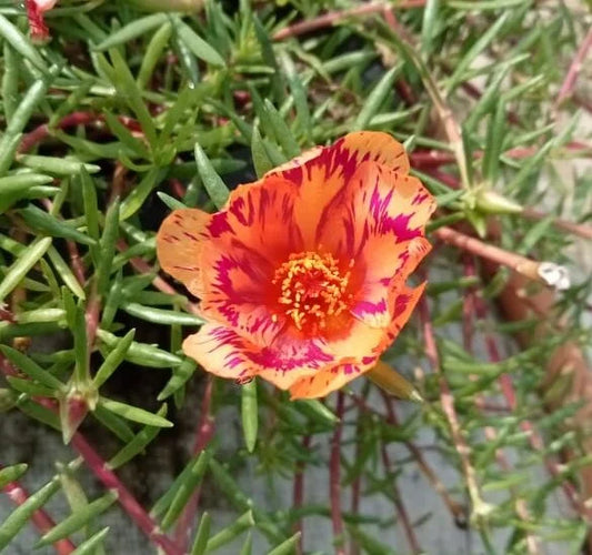 Portulaca tiara peach with dark pink stripes plant