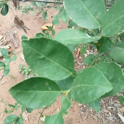 Oval shape lemon plant