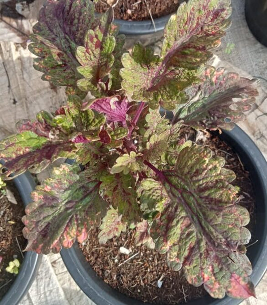Ruby Ruffles Coleus coleus plants – Santhi Online Plants