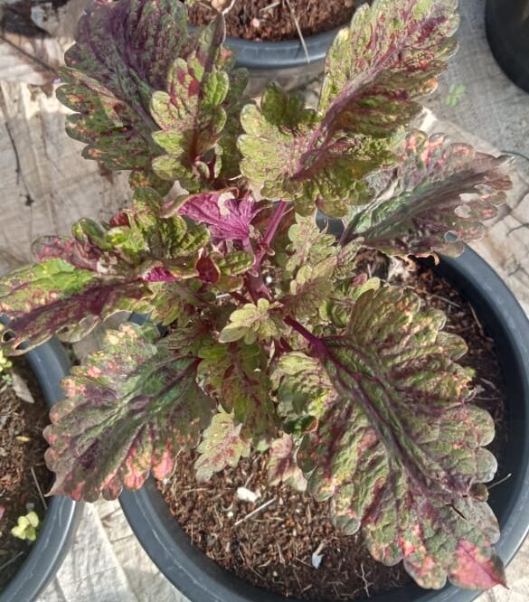 Coleus victorian ruffles plant