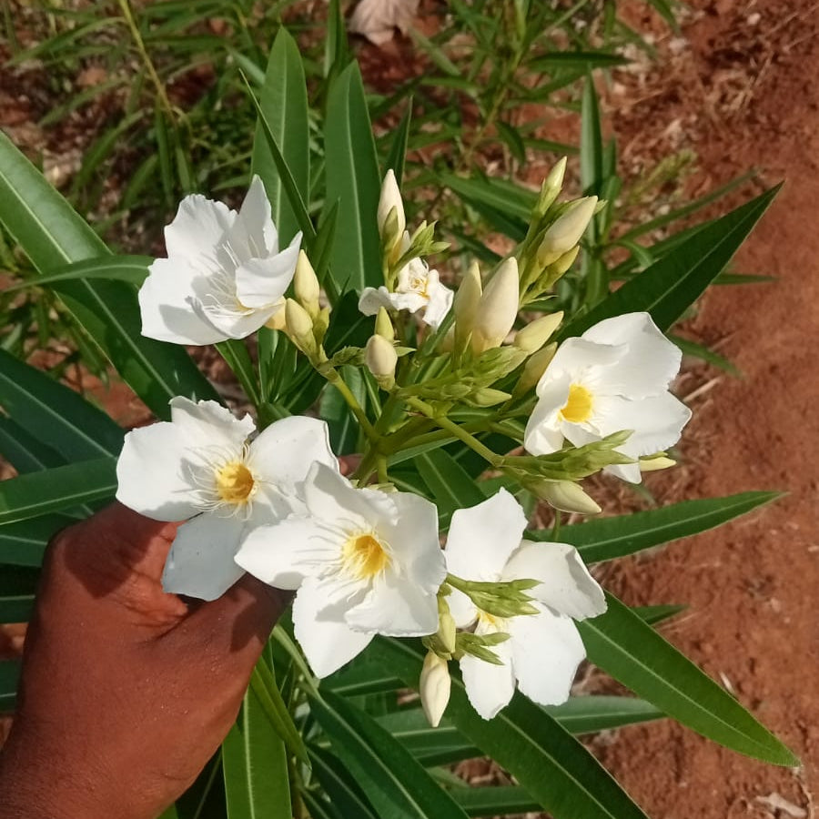 Nerium sandal single flower plant